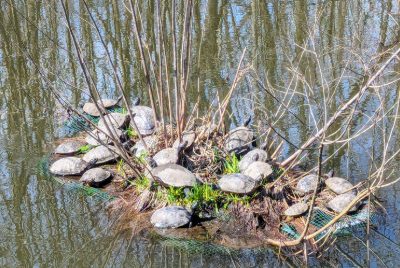 turtle in wetland