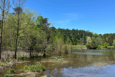 wetlands